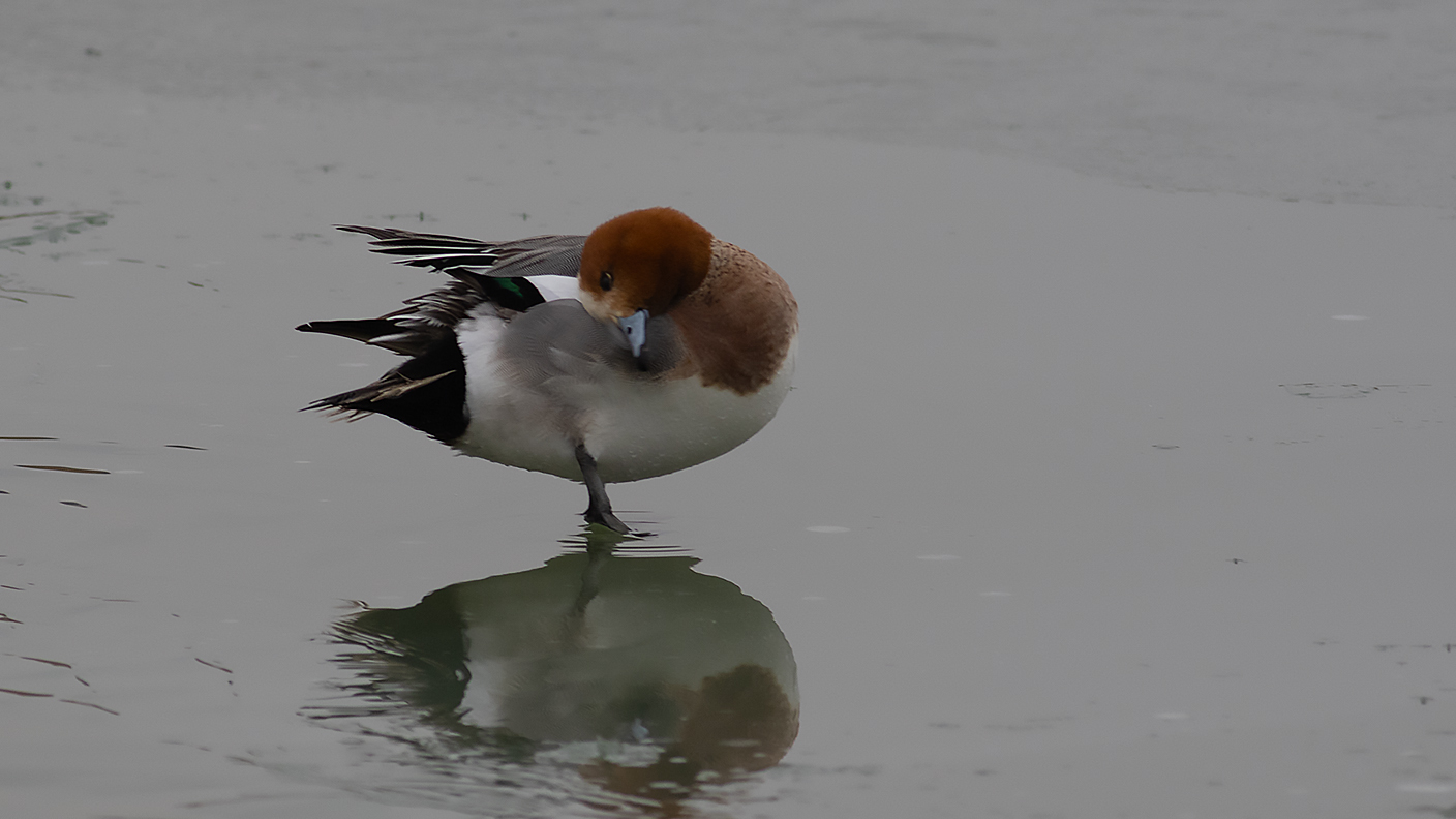 Eurasian Wigeon